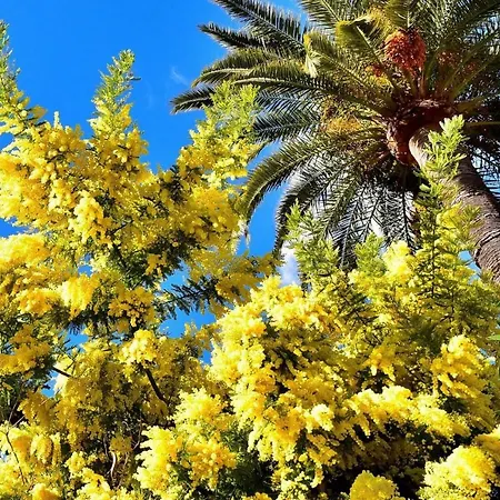 Garden Cap D'antibes Daire